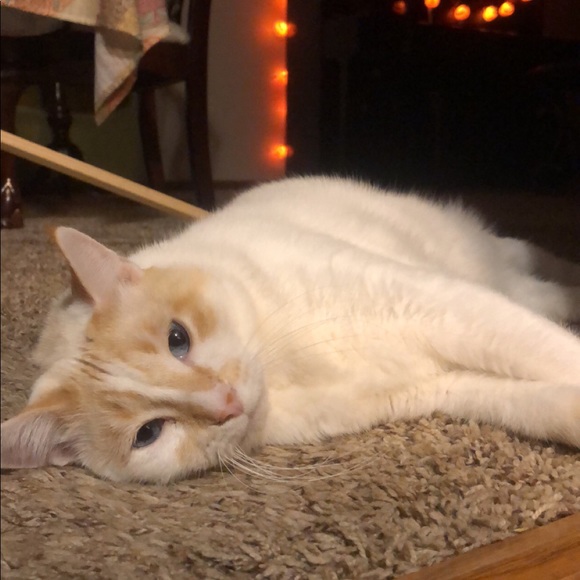 Meet your Posher, Maddy - Picture 3 of 8